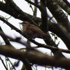 Turdus iliacus
