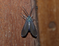 Uranophora terminalis