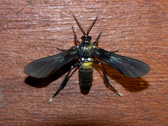 Macrocneme leucostigma