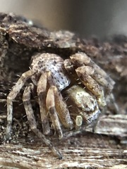 Philodromus aureolus