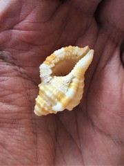 Cymatiidae