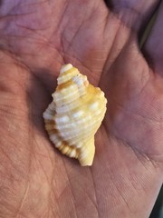 Cymatiidae