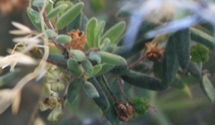 Agathosma microcarpa