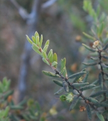 Agathosma microcarpa