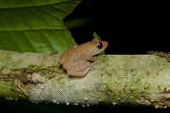 Diasporus