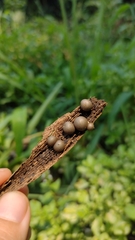 Lycogala