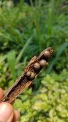 Lycogala