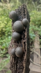Lycogala