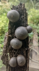 Lycogala