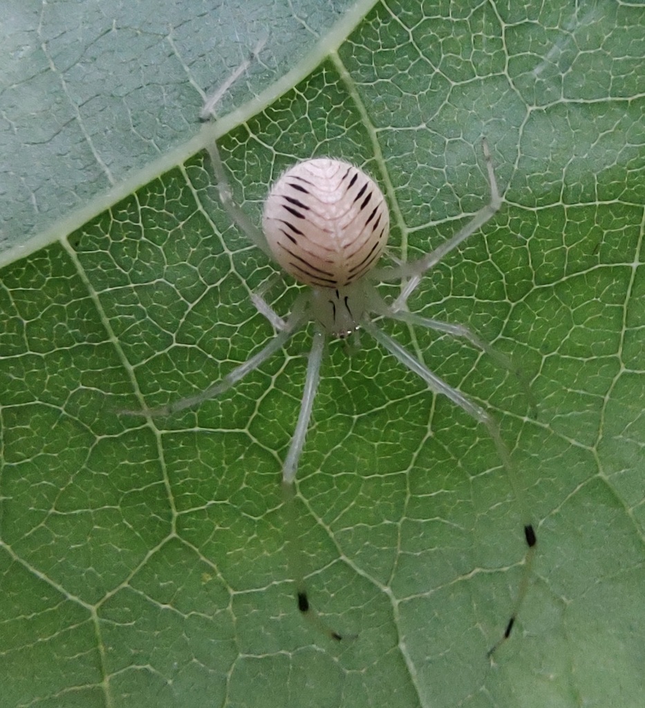 Theridion striatum