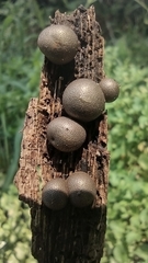 Lycogala