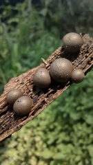 Lycogala