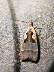 Dichomeris bilobella