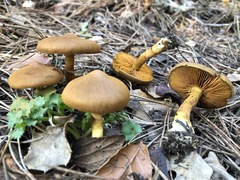 Cortinarius thiersii