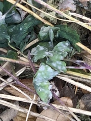 Erysiphe aquilegiae