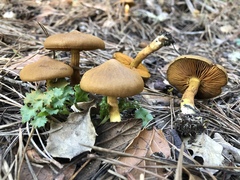 Cortinarius thiersii