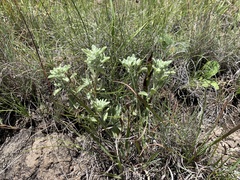 Helichrysum spiralepis