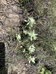 Helichrysum spiralepis