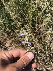 Salvia pallida