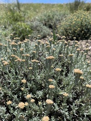 Helichrysum dasycephalum