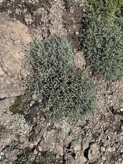 Helichrysum dasycephalum