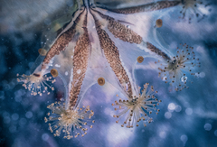 Haliclystus sanjuanensis