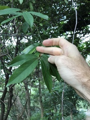 Sideroxylon wightianum