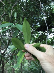 Sideroxylon wightianum