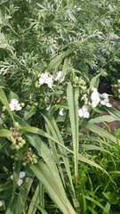 Tradescantia × andersoniana