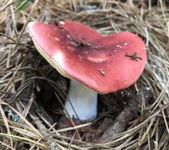 Russula californiensis