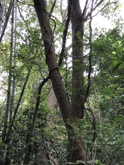 Sideroxylon wightianum