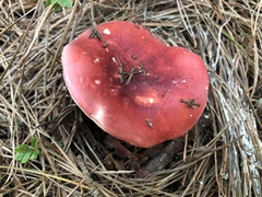Russula californiensis