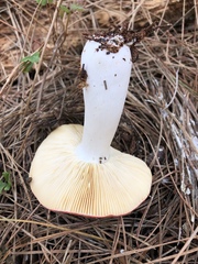 Russula californiensis