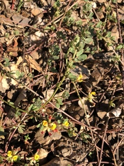 Acmispon cytisoides