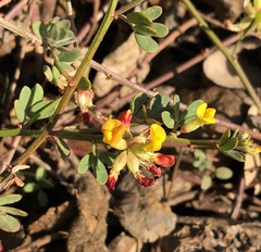 Acmispon cytisoides