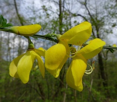 Cytisus scoparius