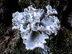 Parmotrema hypoleucinum