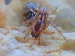Enoplognatha mandibularis