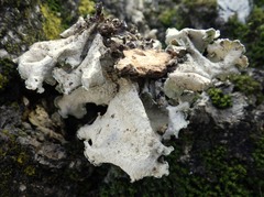 Parmotrema hypoleucinum