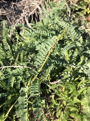 Astragalus nuttallii nuttallii