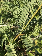 Astragalus nuttallii nuttallii