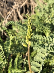 Astragalus nuttallii nuttallii