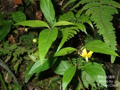 Lysimachia ardisioides