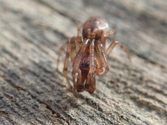 Enoplognatha mandibularis