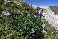 Delphinium dubium