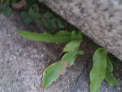 Asplenium scolopendrium