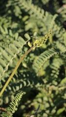 Astragalus nuttallii nuttallii