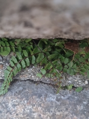Asplenium trichomanes