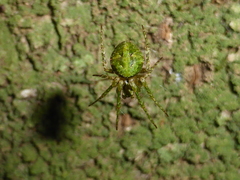 Cryptaranea atrihastula