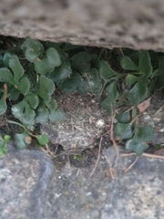 Asplenium ruta-muraria